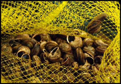 Caracoles. Foto: Miguel J. Jordá